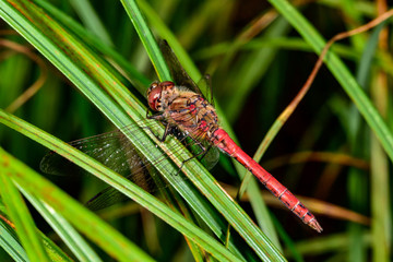 Yellow-winged darter