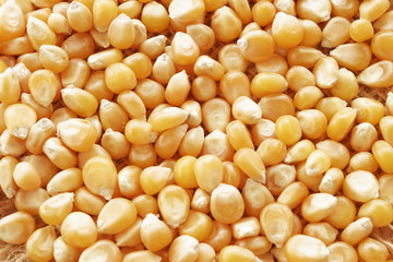 Pop corn corn 