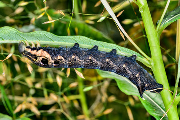 Elephant hawk-moth