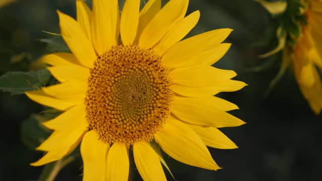 Lonely Helianthus plant close-up footage - Yellow sunflower petals shallow