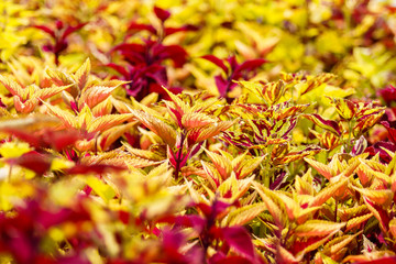Coleus Plants