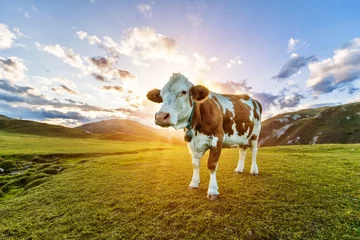 Crédence de cuisine en verre imprimé Vache Beau coucher de soleil paysage alpin avec vache sur fond