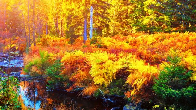 Autumn landscape with forest stream. Fall (autumn) nature background