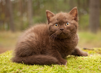 Chocolate color kitten, British shorthair in the forest.
