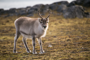 Portret © blackspeed