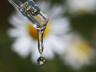  flower-white chamomile is reflected in the drop of oil falls from the pipette
