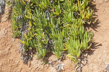 Desert plants closeup growing on red clayey soil