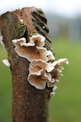 Baumpilz am Zaunpfahl