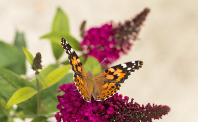 Butterfly on Flower