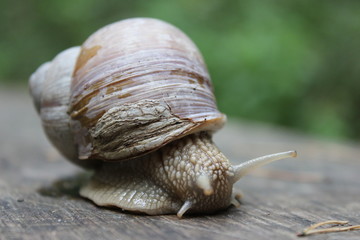Prachtvolle Weinbergschnecke