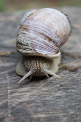 Prachtvolle Weinbergschnecke