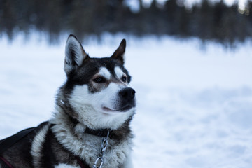 tète de chien de traineau - Laponie -  Finlande