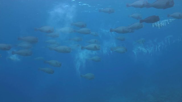 School of Humphead Parrotfishes on a coral reef. 4k footage