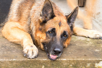 Old shepherd dog photo. Tired german dog on walk in park. German shepherd in sunny hot summer day.
