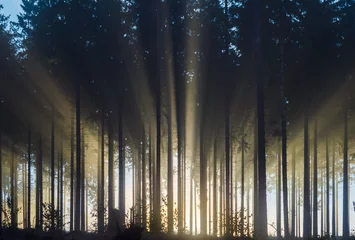 Foto auf Acrylglas Nebliger Fichtenwald am Morgen Nebliger Morgen mit starken Sonnenstrahlen in einem Fichtenwald in Deutschland bei Bad Berleburg, Rothaargebirge. Szene mit hohem Kontrast und Hintergrundbeleuchtung. © Sabine Hortebusch
