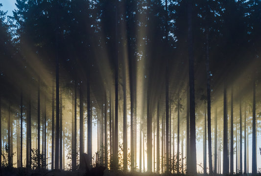 Fototapeta Misty spruce forest in the morning  Misty morning with strong sun beams in a spruce forest in Germany near Bad Berleburg, Rothaargebirge. High contrast and backlit scene.  
