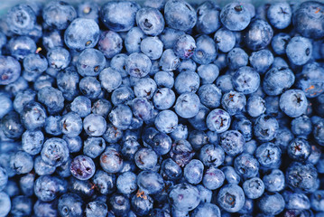 Freshly picked blueberries