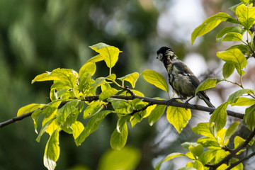 Mésange étonnée regardant au loin