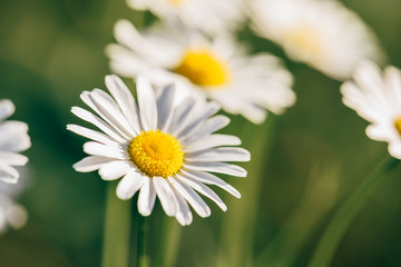 Obraz na płótnie Canvas Meadow Daisy Flower at Sunny Day.