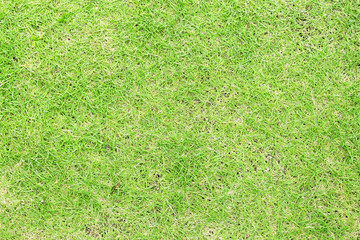 Fototapeta na wymiar Green grass top view. Natural photo texture. Green grass field background.