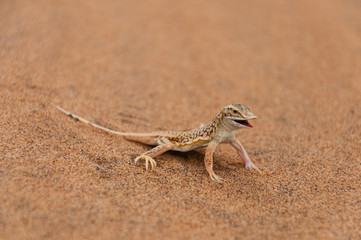 Obraz premium Wüsteneidechse; Walvis Bay; Swakopmund; Namibia