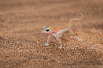 Wüstengecko; Palmatogecko rangei; Swakopmund; Namibia