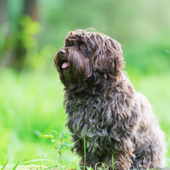 portrait of a Havanese dog