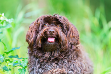 portrait of a Havanese dog