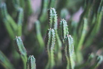 small cactus macro , cactus plant closeup