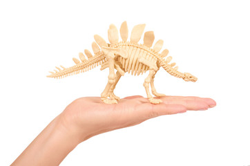 Plastic Toy Animal Dinosaur Skeleton in hand isolated on white background