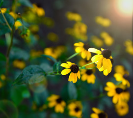 blooming yellow flowers Rudbeckia triloba