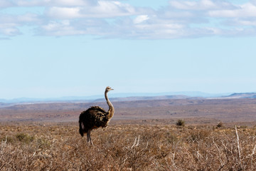 Ostrich walking in the fields of the Central Karoo