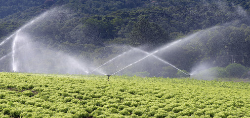 Irrigation in lettuce plantation