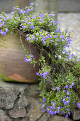 Rustic clay vase with purple flowers