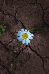 chamomile flower on a dry land