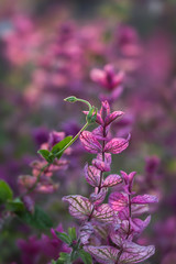 Fototapeta na wymiar Beautiful purple plants in the park. Evening light, blurred background