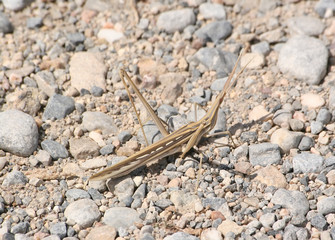 Grasshopper of 