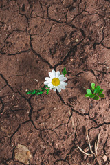 chamomile flower on a dry land