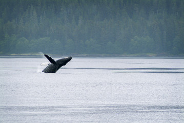 Humpback Whale Breaching in Alaska. A humpback whale leaps out of the water in a small channel just offshore in southeast Alaska near Sitka. © LoweStock