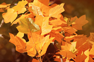 Autumn leafs in the forest on the late fall