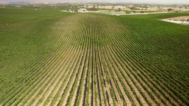 Vineyard in Paso Robles Aerial Shot of California Wine Country