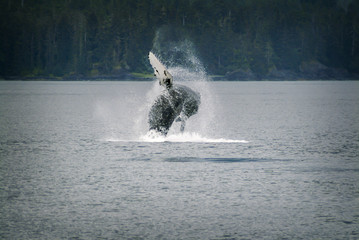 Humpback Whale Breaching in Alaska. A humpback whale leaps out of the water in a small channel just offshore in southeast Alaska near Sitka. - obrazy, fototapety, plakaty