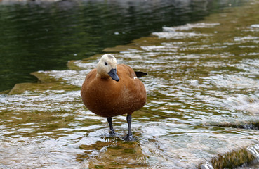 a brown duck stands on shallow water near a pond, close up