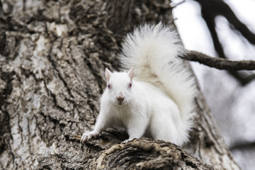 White Squirrel