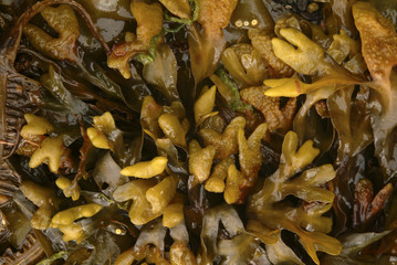 Multicolored seaweed on an Alaskan beach at low tide. Bright reds and yellows make for a colorful background found on an uninhabited island in southeast Alaska.