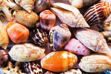 Multicolored sea shells background. Small shells closeup. Sea shell banner template.