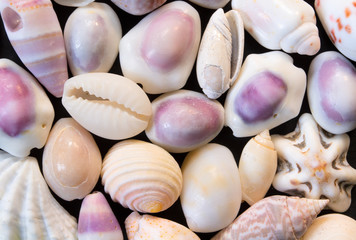 Pastel white sea shells background. Small shells closeup. Sea shell banner template.