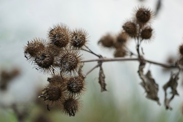 Obraz premium Große Klette - Actium Lappa