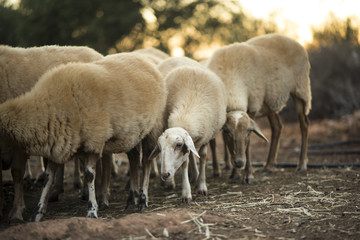 Obraz na płótnie Canvas Sheep flock in Olive Grove 