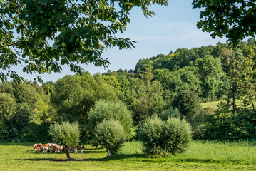 Rinder auf der Weide